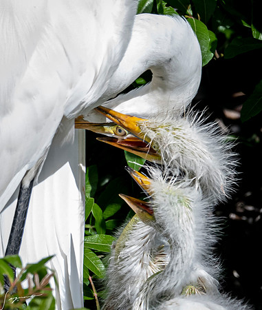 VeniceRookery20190401_1356