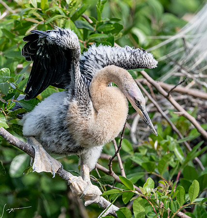 VeniceRookery20190401_1135