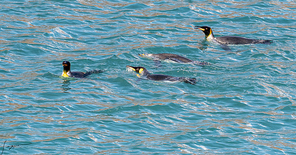 King Penguin SouthGeorgiaFortunaBay20200311_0011