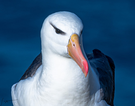 Black-browed Albatross FalklandIslandsWestPointIsland20200316_0807