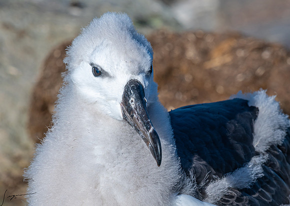Black-browed Albatross FalklandIslandsWestPointIsland20200316_0717