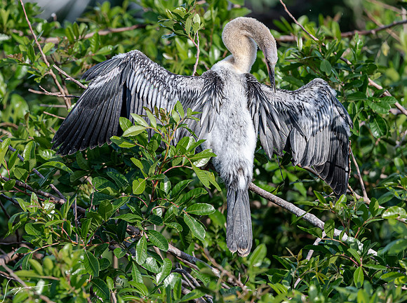 VeniceRookery20190401_0479