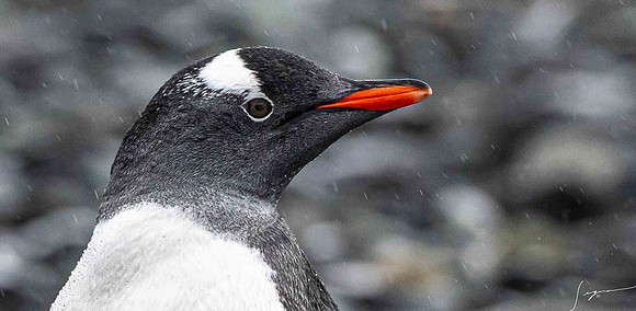 Gentoo Penguin YankeeHarbor20200304_0312