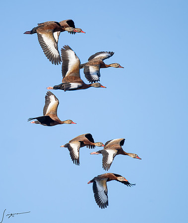 Black-bellied Whistling Duck _DSC0246-Edit