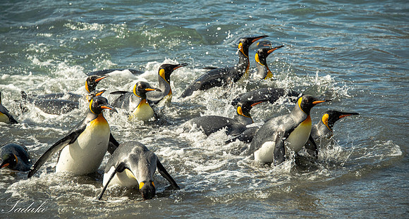 King Penguin South Georgia_DSC4310