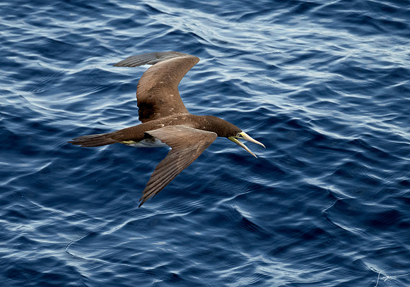 20250108SeaDay_2579