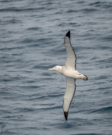 Wandering Albatross AtlanticOcean20200312_0307-Edit