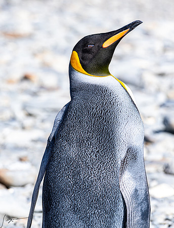King Penguin SouthGeorgiaFortunaBay20200311_0877