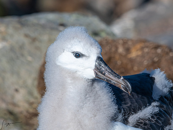 Black-browed Albatross FalklandIslandsWestPointIsland20200316_0723