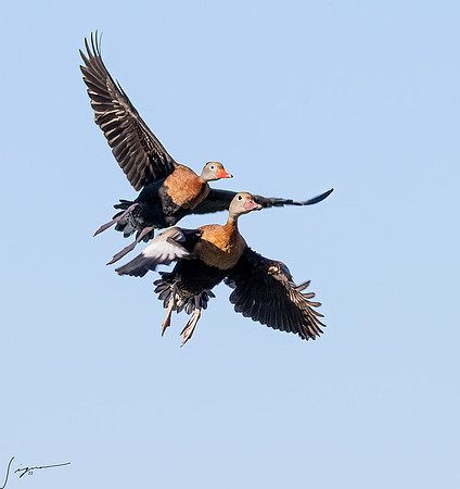 Black-bellied Whistling Duck _DSC0355-Edit