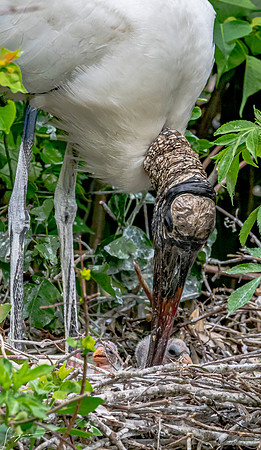 NorthLakesNestingArea20190408_0588