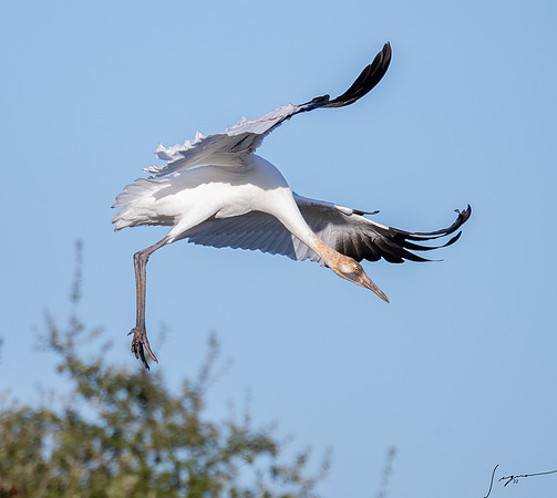 Whooping Crane    _DSC0775-Edit