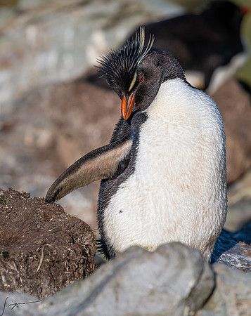 Rockhopper Penguin  FalklandIslandsWestPointIsland20200316_0620