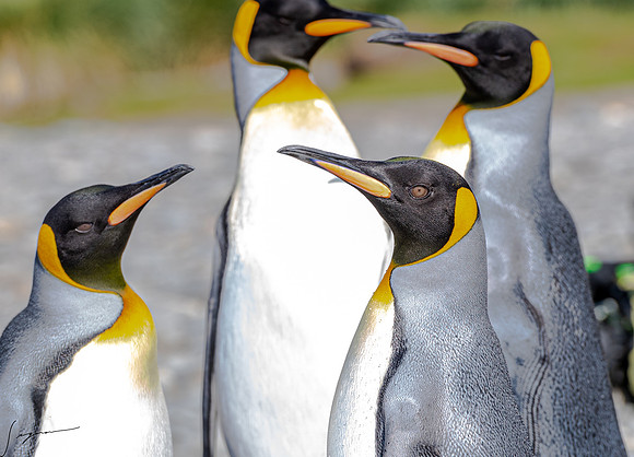 King Penguin SouthGeorgiaFortunaBay20200311_0987