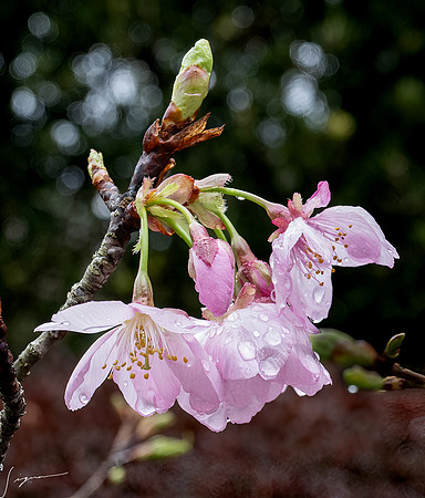 20250304AburatsuJapan_0395-Edit