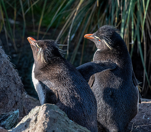 Rockhopper Penguin FalklandIslandsWestPointIsland20200316_0217