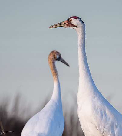 Whooping Crane    _DSC0897-Edit