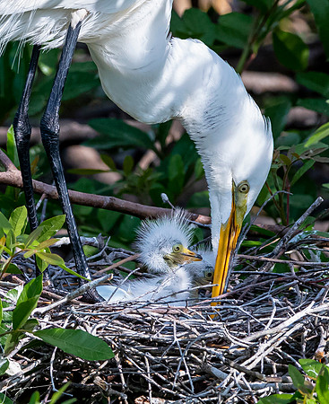 VeniceRookery20190401_0792