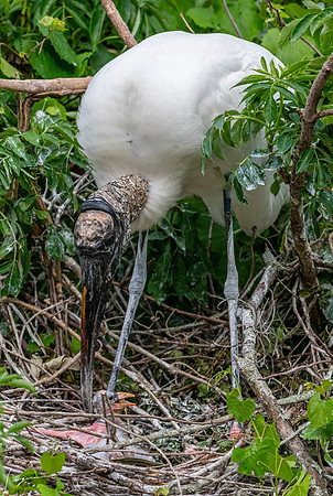 NorthLakesNestingArea20190408_0391