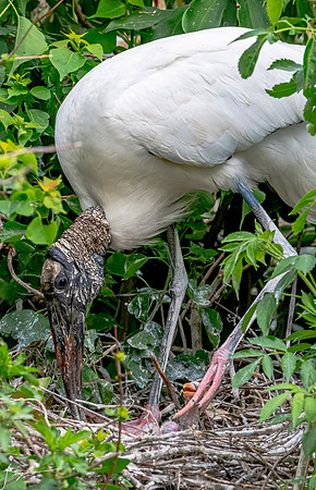 NorthLakesNestingArea20190408_0703