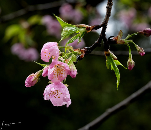 20250304AburatsuJapan_0365-Edit
