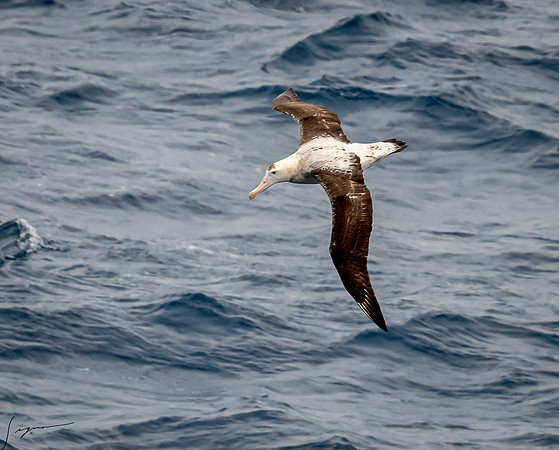 Wandering Albatross AtlanticOcean20200312_0298-Edit