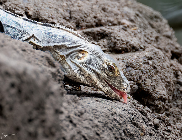 DesertMuseum20220503-55-Edit