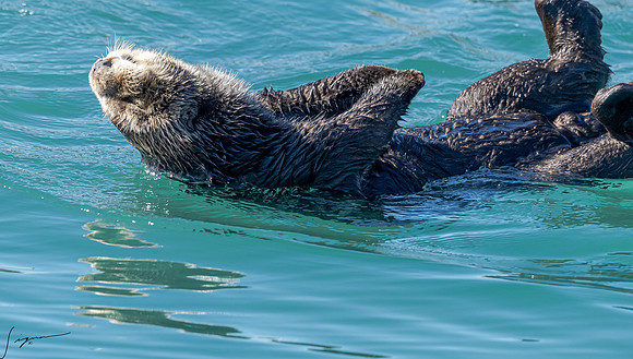 MorroBay20200127_0442