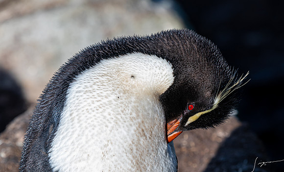 Rockhopper Penguin FalklandIslandsWestPointIsland20200316_0607