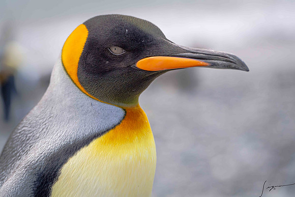 King Penguin SouthGeorgiaFortunaBay20200311_0184