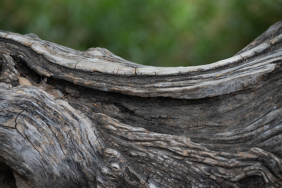 DesertMuseum20220503-68-Edit