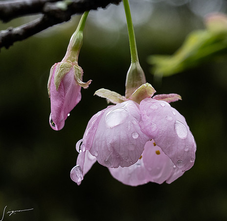 20250304AburatsuJapan_0443-Edit