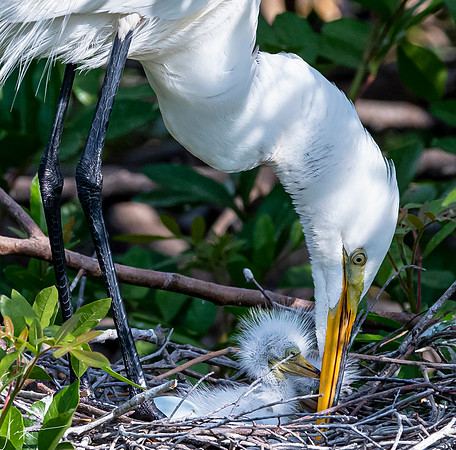 VeniceRookery20190401_0793