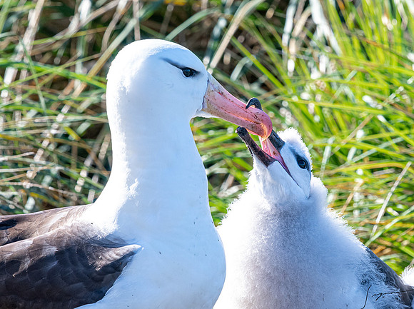 Black-browed Albatross FalklandIslandsWestPointIsland20200316_0292