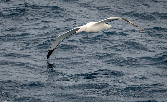 Wandering Albatross AtlanticOcean20200312_0324-Edit