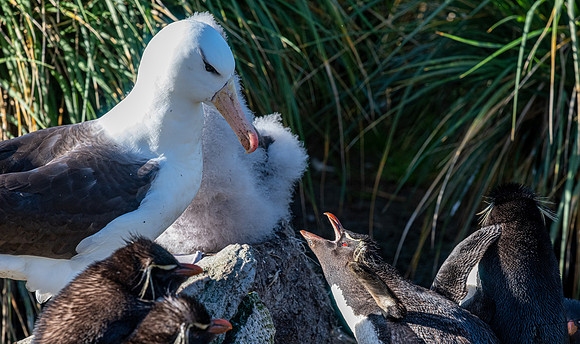 Black-browed Albatross FalklandIslandsWestPointIsland20200316_0145