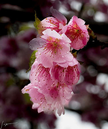 20250304AburatsuJapan_0193