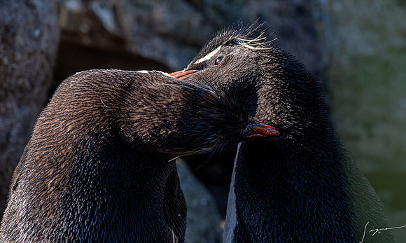 Rockhopper Penguin FalklandIslandsWestPointIsland20200316_0053