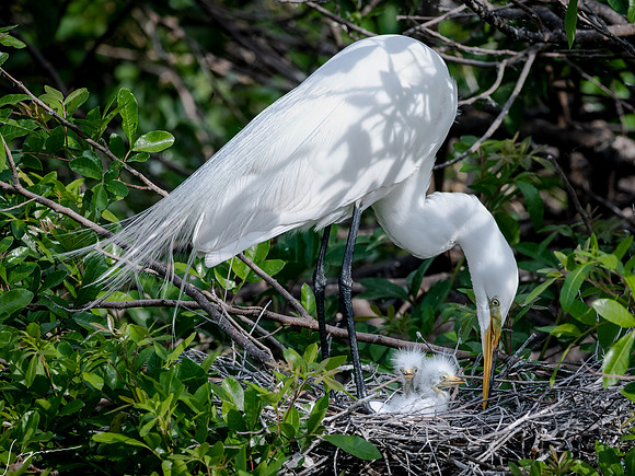 VeniceRookery20190401_0873-Edit