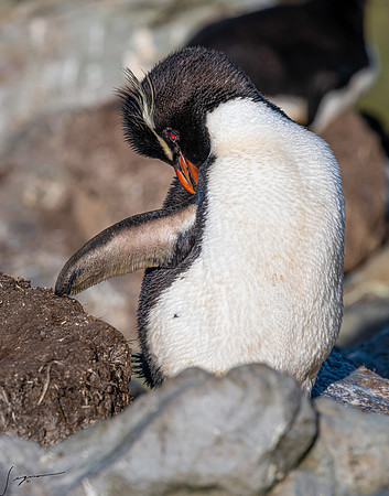 Rockhopper Penguin FalklandIslandsWestPointIsland20200316_0630