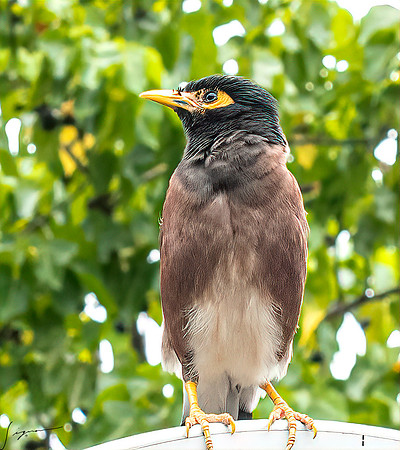 PapeeteTahitiFrenchPolynesia20191205_0213-Edit
