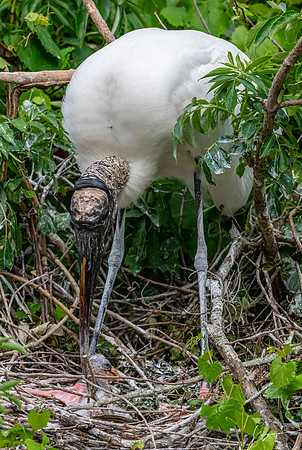 NorthLakesNestingArea20190408_0392