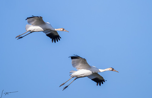 Whooping Crane    _DSC0725-Edit