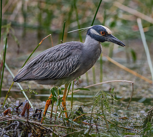 Yellow-crowned night heron.SawgrassLakePark20190407_0024