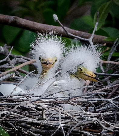 VeniceRookery20190401_0896