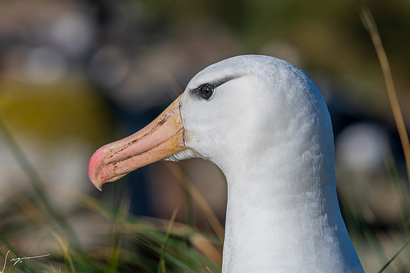 Black-browed Albatross FalklandIslandsWestPointIsland20200316_0467