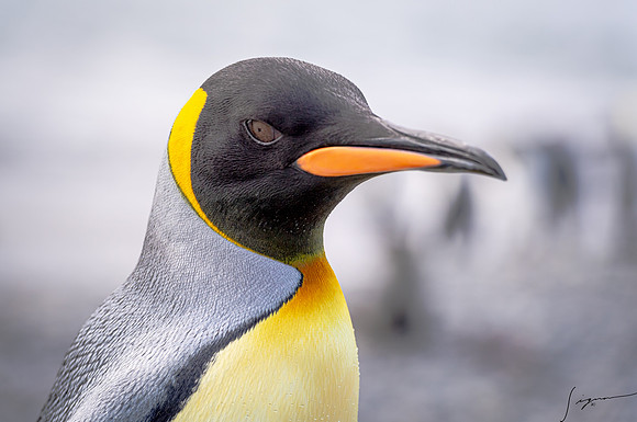 King Penguin SouthGeorgiaFortunaBay20200311_0174