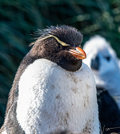 Rockhopper Penguin FalklandIslandsWestPointIsland20200316_0205