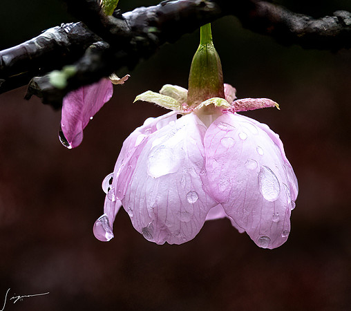 20250304AburatsuJapan_0423-Edit