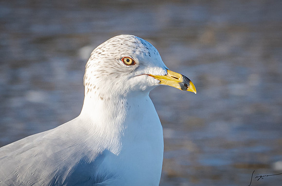 Ring-BilledGullNonBreedingAdultMorroBay20200209_0799
